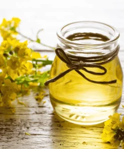 Canola Oil Suppliers Portugal